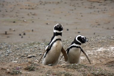 Macellan penguenleri bir adada