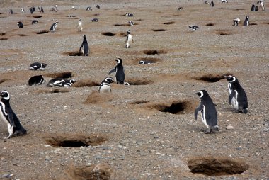 Macellan penguenleri bir adada