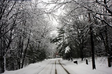 karlı bir ormanda yol