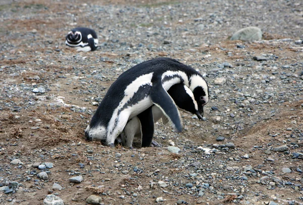 Magellan pingviner på en ö — Stockfoto