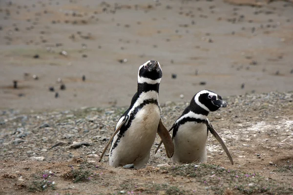 Magellan tučňáci na ostrově — Stock fotografie