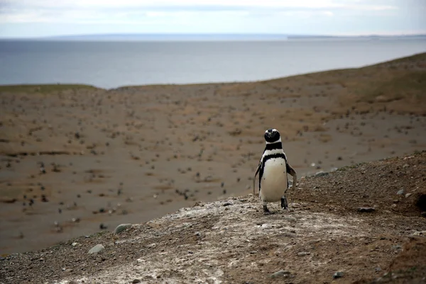 Magellan penguins on an island — Stock Photo, Image