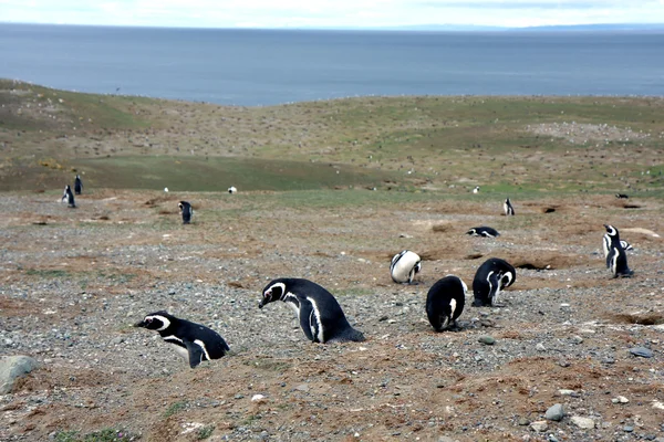 Pingouins de Magellan sur une île — Photo