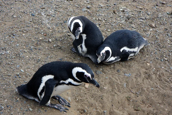 島でマゼラン ペンギン — ストック写真