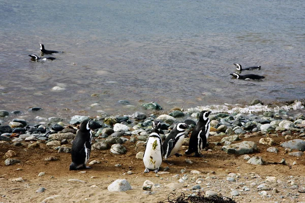 島でマゼラン ペンギン — ストック写真