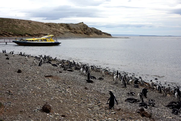 Pinguini magellani su un'isola — Foto Stock