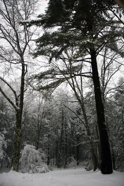 Arbres dans une forêt enneigée — Photo