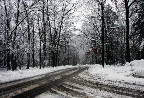 stock image A road in a snowy forest