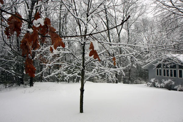 Casa em floresta nevada — Fotografia de Stock