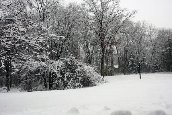 stock image Trees in a snowy forest