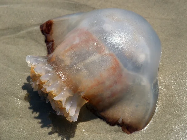 Alien Jellyfish — Stock Photo, Image
