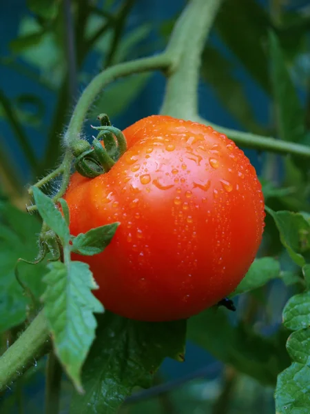 Fresh Tomato — Stock Photo, Image