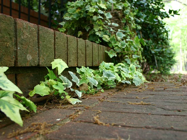 Ivy on the Steps — Stock Photo, Image