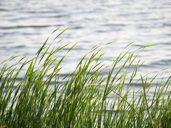 Sjön gräs — Stockfoto