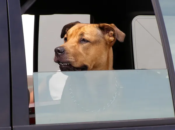 Stock image On The Lookout