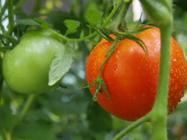 Червоні і зелені помідори — стокове фото