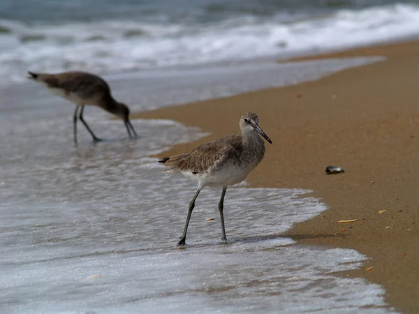 stock image Sandpiper Pose