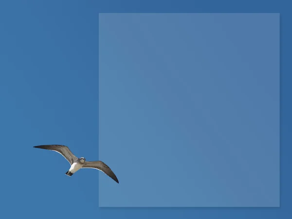 Seagull Box 1 — Stock Photo, Image