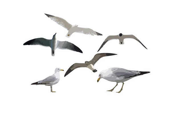 stock image Six Gulls