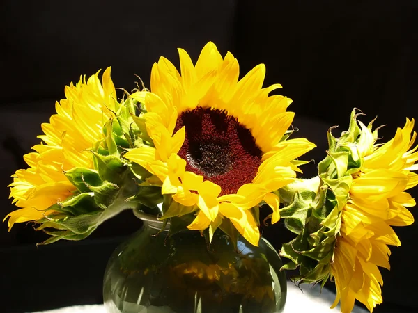 stock image Sunflowers Brightly Lit