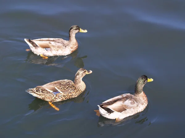 stock image Three Ducks