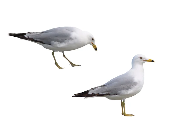 Two Gulls Isolated on White — Stock Photo, Image