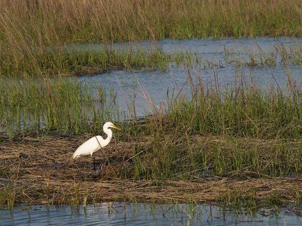 stock image White Egret - Horizontal