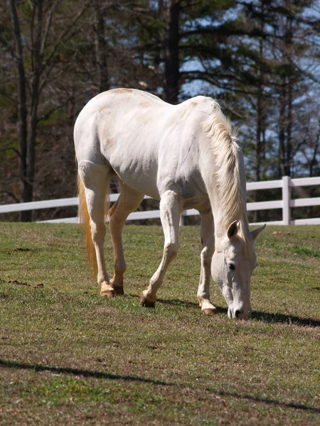Bílý kůň se pasou — Stock fotografie