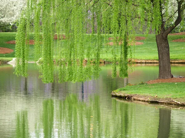 Willow Reflection — Stock Photo, Image