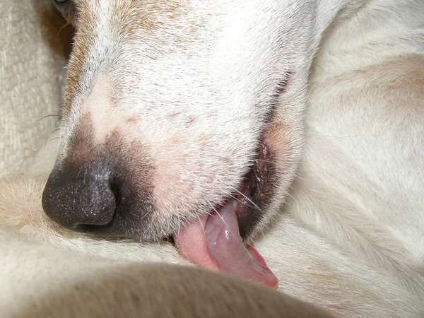 Puppy Lick Stock Picture