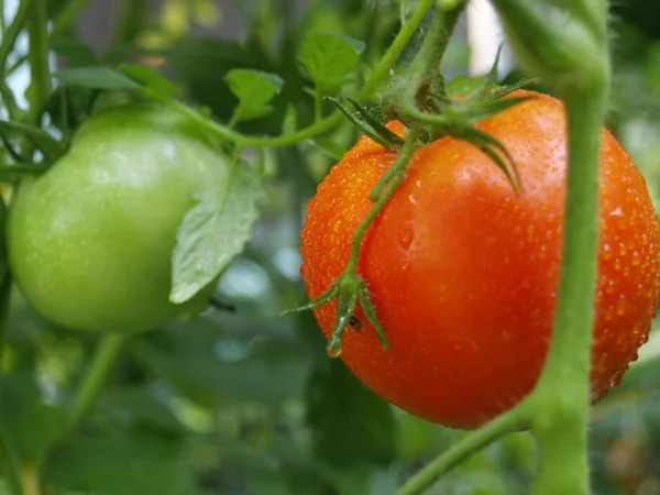 Rode en groene tomaten Rechtenvrije Stockfoto's