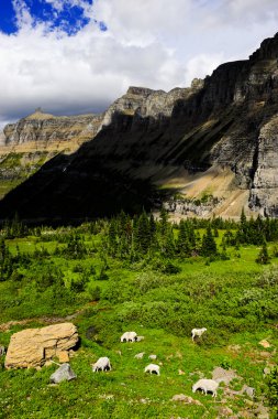 dağ keçileri glacier Ulusal Parkı