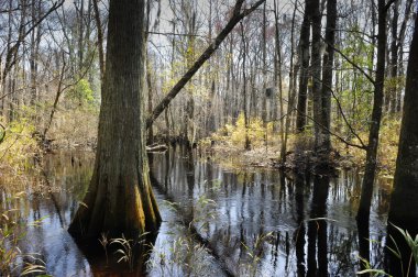 Swamp in South Carolina clipart