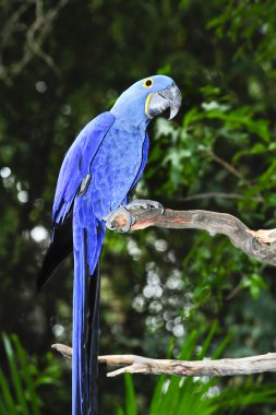 Hyacinth macaw clipart