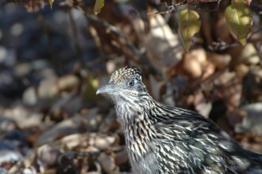 Roadrunner