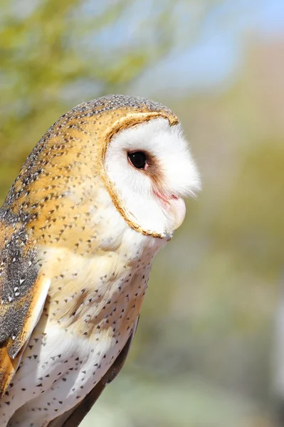 stock image Barn Owl