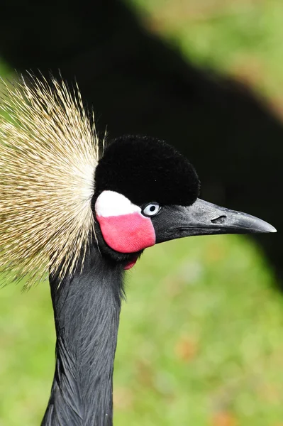 West african crowned crane — Stock Photo, Image