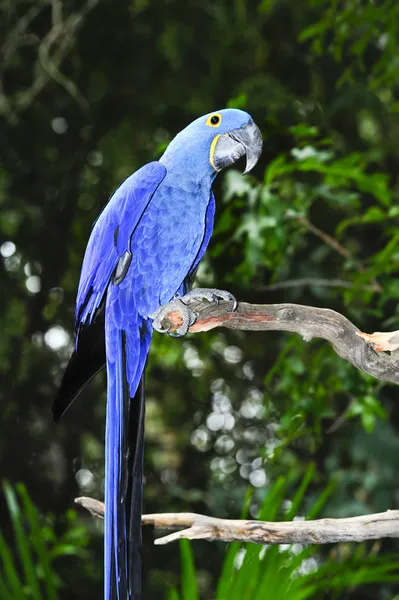 Hyacinth macaw — Stock Photo, Image