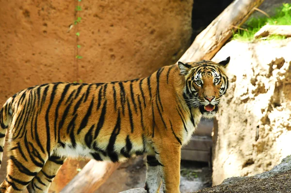 Tigre malese — Foto Stock