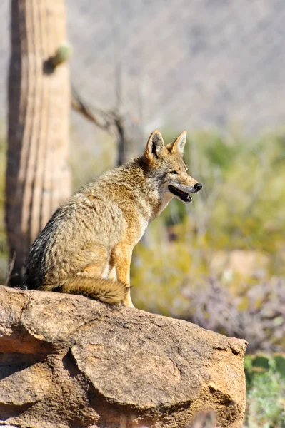 Kojote — Stockfoto
