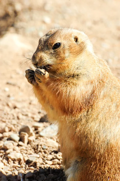Black tailed prairie dog Royalty Free Stock Images