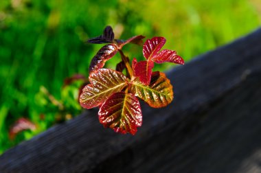 Poison Oak clipart