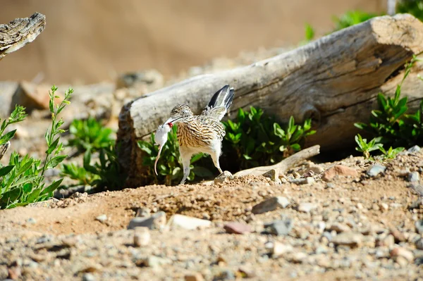 stock image Roadrunner with dinner