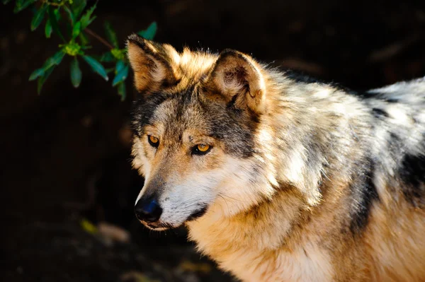 멕시코 회색 늑대 로열티 프리 스톡 이미지