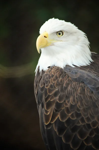 アメリカの白頭鷲 ロイヤリティフリーのストック写真