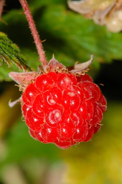 stock image Red Berry