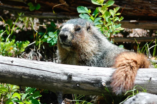 Amarillo vientre Marmot — Foto de Stock