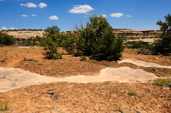 Crusta biologică a solului — Fotografie, imagine de stoc