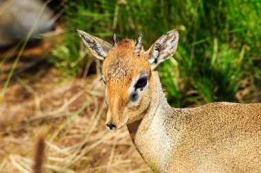 Cavendish'ın dik dik