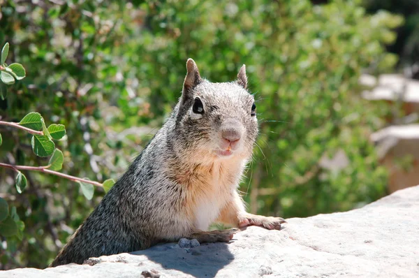 Nieuwsgierige eekhoorn — Stockfoto